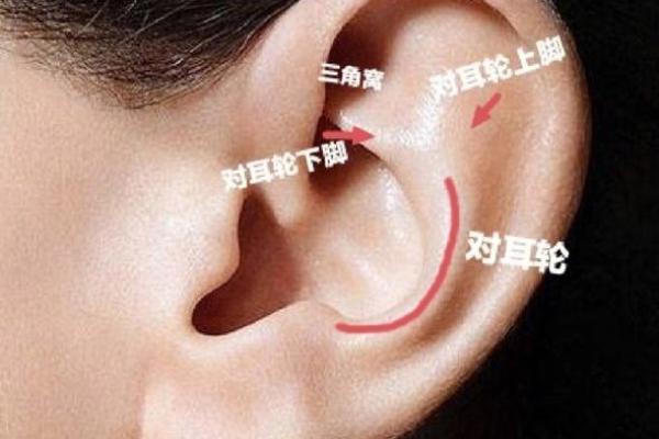 耳朵面相图解读：从耳朵形态看你的人生运势与健康状况