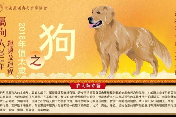 如何根据生肖属性调整人生运势