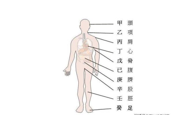 中医十天干与人体五脏六腑的奥秘解析