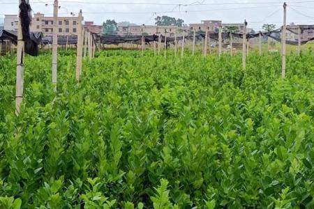 农业种植公司命名技巧与创意灵感分享