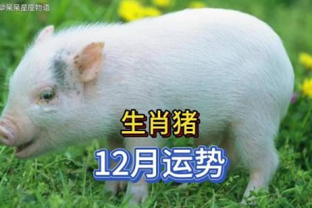 属猪女和属狗男的爱情是否和谐？解读生肖配对的秘密