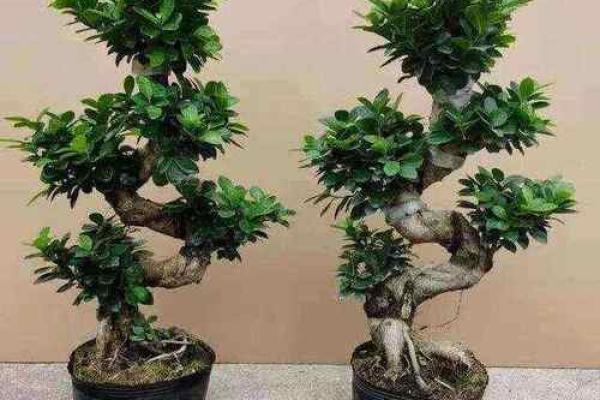 提升家庭财运的植物选择与风水布局