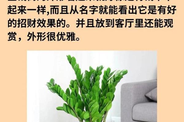 提升家庭财运的植物选择与风水布局