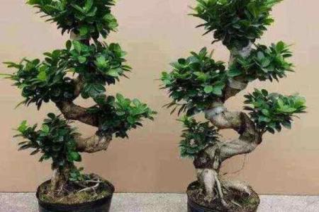 提升家庭财运的植物选择与风水布局