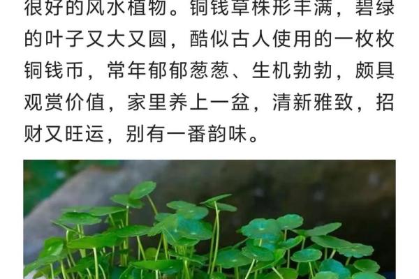 财位适合放什么绿植提高风水运势
