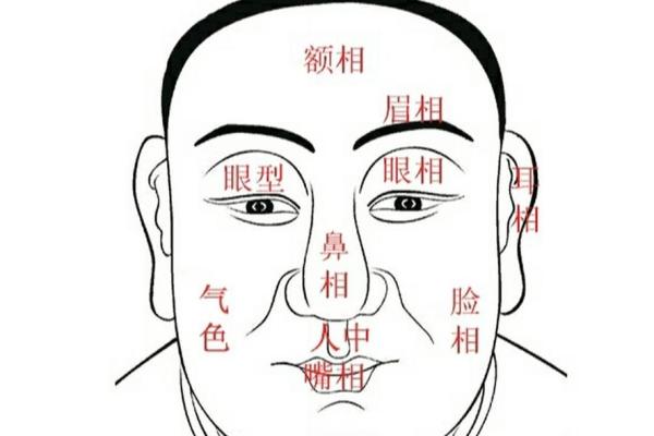 男人鼻子的面相密码：了解鼻型如何影响人生运势