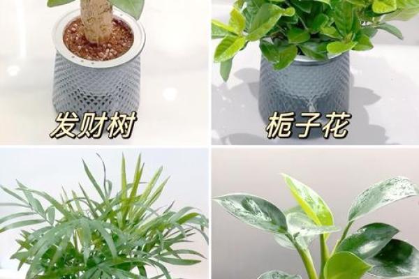 财位植物风水布置技巧，助你财运亨通