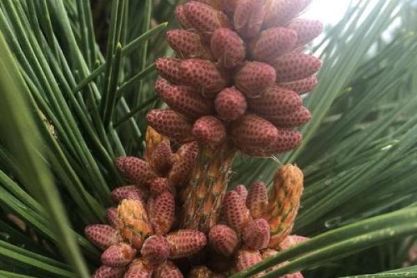 铁树开花之命的命理解析与现实启示
