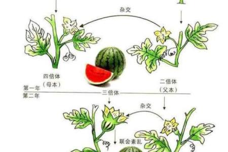 为种子公司起名的五个关键要素