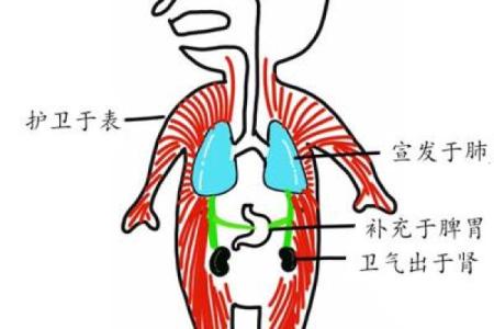 天干之气如何影响人体体质和免疫力