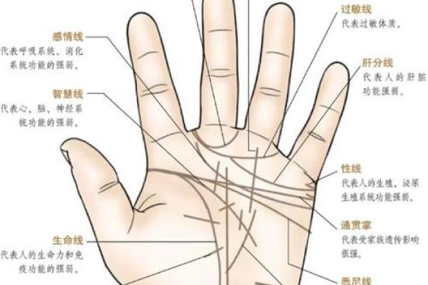 手相自学入门：快速了解如何通过手纹预测未来