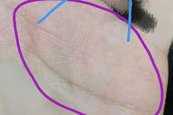 金龟手相揭秘：如何从手掌看出财富与运势