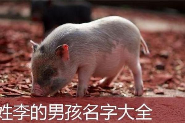 为属猪宝宝挑选一个寓意深远的名字