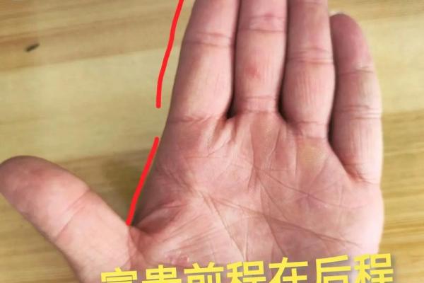 手掌中的金龟相：解读你的命运与财富之道