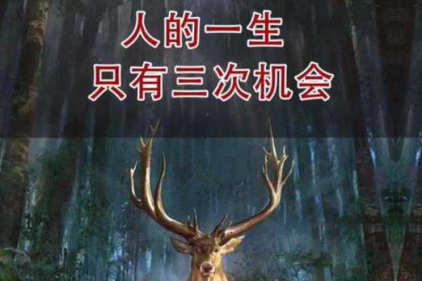 了解大林木命的人生轨迹与命运走向