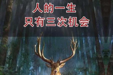 了解大林木命的人生轨迹与命运走向