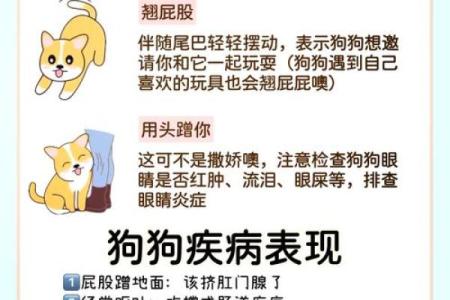 探索狗狗婚配：如何确保宠物配对的和谐与幸福