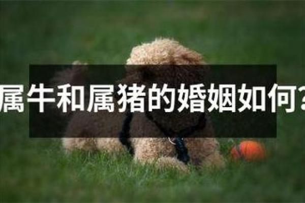 属牛与属猪的配对是否和谐？揭秘他们的相处之道