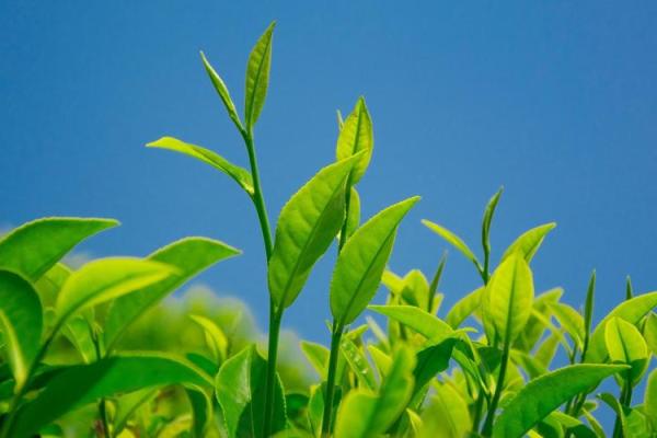 茶叶在风水中的运用：提升居住环境的气运
