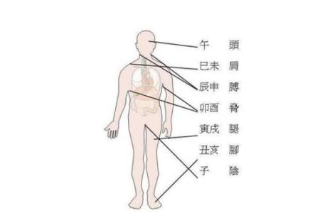 十天干与人体各部位的神秘联系解析