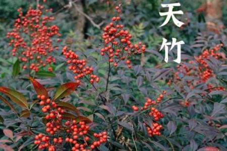 茶叶在风水中的运用：提升居住环境的气运