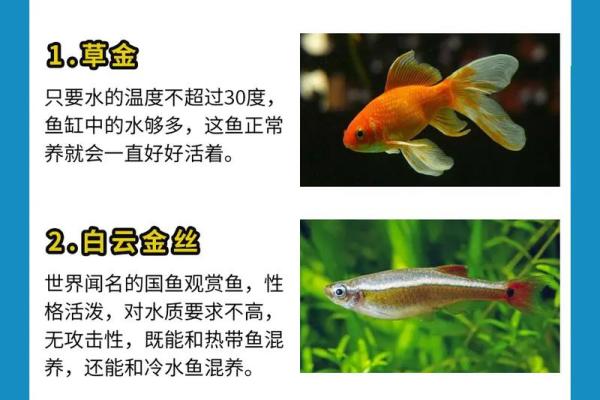 如何科学处理风水中的死鱼问题