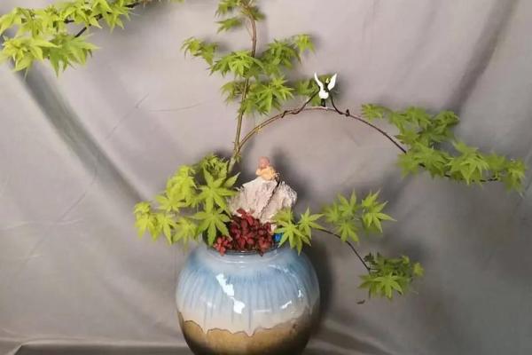 提升财运与气场的风水钱枫布置方法