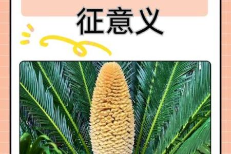 揭秘铁树开花之命的真正含义