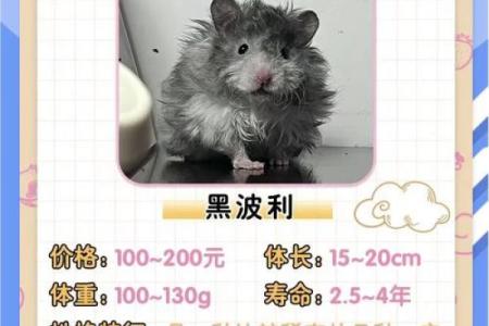 如何利用金丝熊风水改善家庭运势