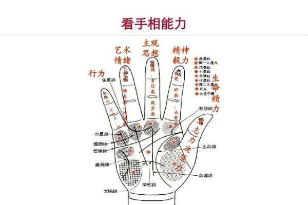 手相学入门：如何看懂掌纹揭示的命运走向