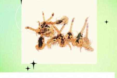 蝎子法风水：揭秘如何利用蝎子图腾提升家居运势