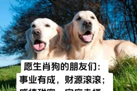 卖狗生意中的风水禁忌与成功秘诀