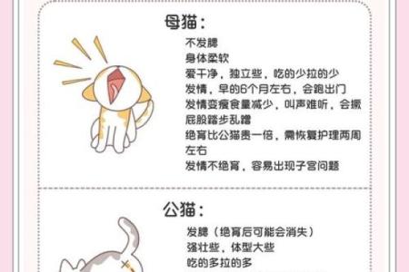 猫咪与家居风水的完美融合：一书教你提升家庭和谐