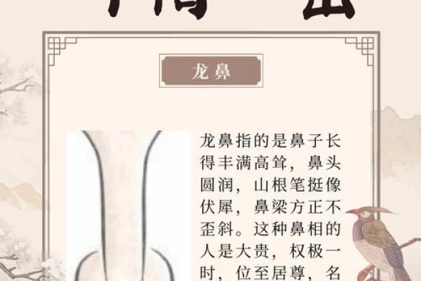 揭秘面相鼻孔的奥秘：财运、健康尽在掌握