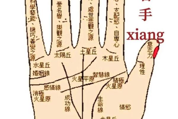 揭秘：梦中帮你看手相，预示着你的人生运势大揭秘