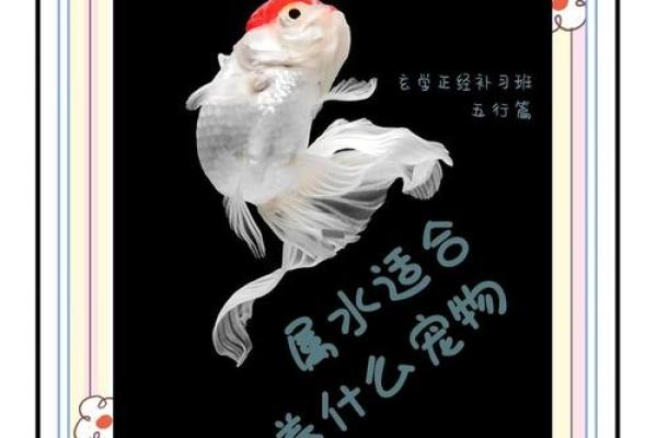鱼五行属水？还是有其他惊人真相？