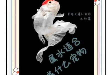 鱼五行属水？还是有其他惊人真相？