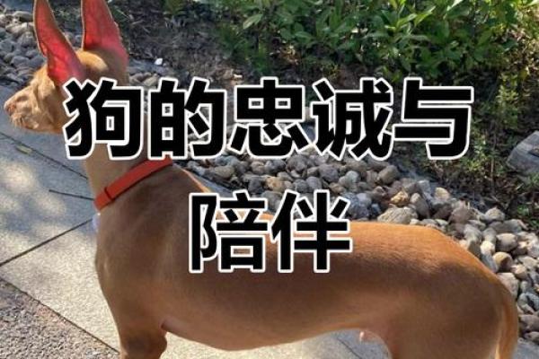 狗牛组合，揭秘最佳伴侣之谜
