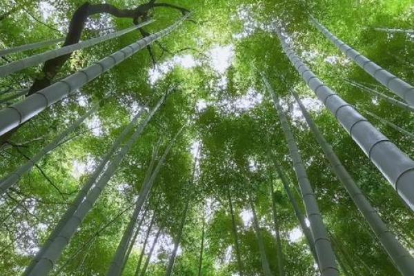 命冲：揭秘人生转折点的神秘力量