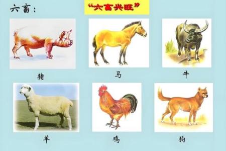 猪马配对：揭秘天生一对的奥秘
