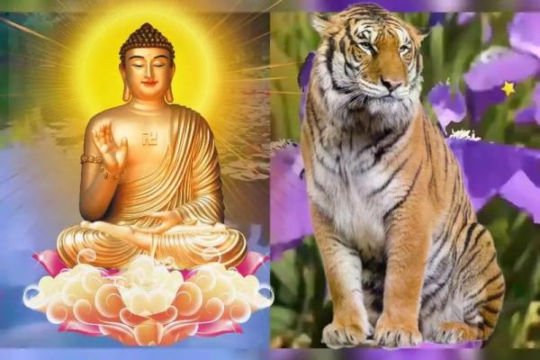 生肖虎男VS生肖猪女：完美搭配还是天雷勾地火？