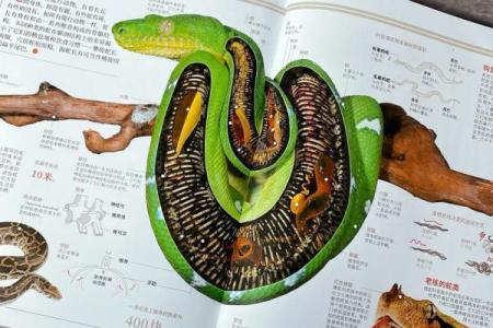 老鼠配蛇？揭秘这种独特搭配的奥秘