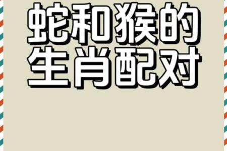 马猴配对大揭秘：看看它们的性格是否火花四溅