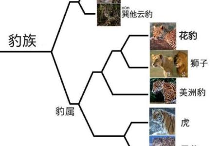 五行与鱼的神秘关联，你了解多少？