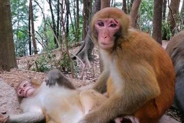 鼠猴配对大揭秘：缘分还是误会？