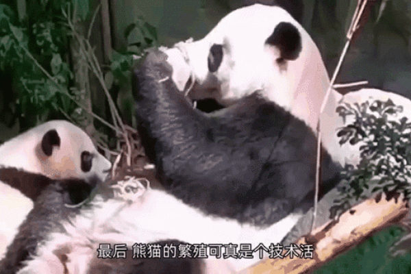 你知道熊猫五行属什么吗？快来了解一下
