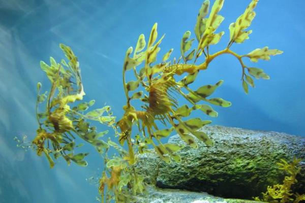 如何为海洋生物公司起个让人印象深刻的名字