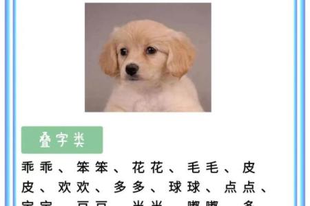为母狗起名字，展现她的个性与魅力