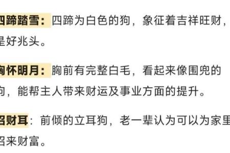 狗眼透灵光，面相识忠诚——揭秘狗狗的神秘面相