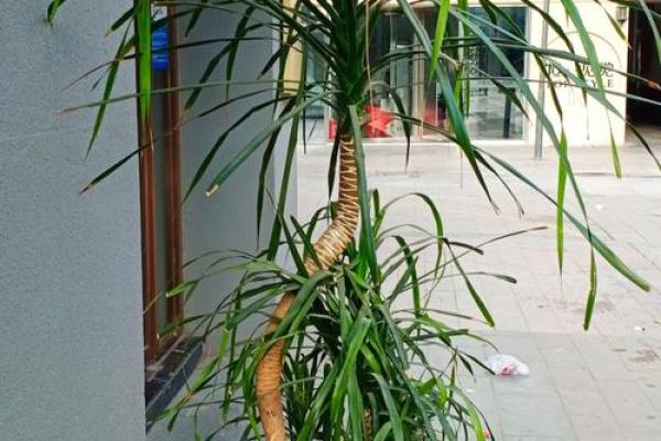 属木命：揭秘哪些年份出生的人拥有旺盛生命力